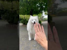 My dog‘s car 🚗😁 #carreveal #dog #samoyed #car #trend