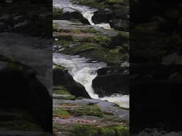 WORLD'S MOST DANGEROUS RIVER - The Strid, UK #strid #yorkshire #mostdangerousplaces