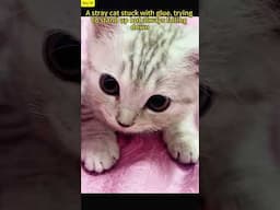 A stray kitten stuck with glue, too weak to stand up, until a girl appeared...