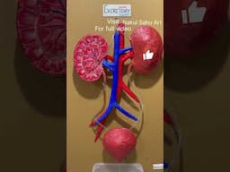 Kidney Working Model #excretory_system | biology Science Project for School #shortsfeed nakulsahuart