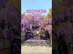 Japan Spring AFTER Sakura 🌸🌷🌹🌺💐