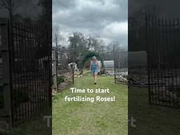 How to fertilize Roses #roses #cottagegarden #garden #rosegarden