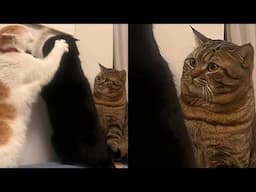 Professional Nappers, Full-Time Chaos Agents 😂 Funny Cats Videos 2025 🐱