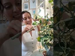 Gifting plants to other is my love language #plantcollections #plantpeople