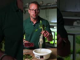 Save time preparing plants
