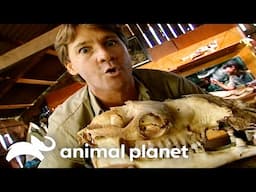 Steve Catches Crazy Camels in Australia | The Crocodile Hunter | Animal Planet