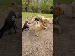 I was shocked what we found underneath the turkey!! #turkey #animal #family #farming ￼￼