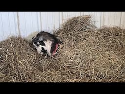 Goat Recovery: Cookie VLOG #1