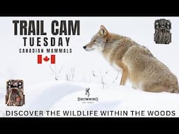 Canadian Mammals | Trail Camera Tuesday | Coyote, Fisher, Deer & More Browning HP4 & HP5
