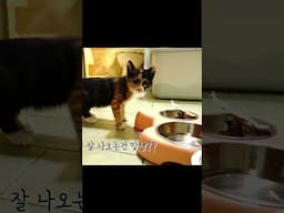 드럼학원에 아기고양이가 찾아왔어요;; 이게 무슨일이래....