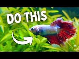Do THESE To Make Your Aquarium Fish Live Longer