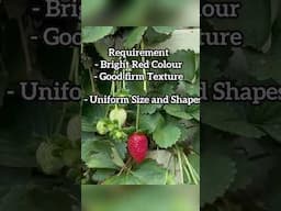 Exporting Strawberries: How Hard Could It Be? | import export business | Export Experts Global
