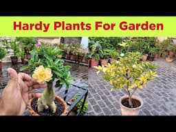 Best super hardy permanent plants for home garden names + Chandni plants care