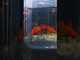 guppy fish albino koi red ear