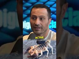 Why people are using scorpion venom to heal