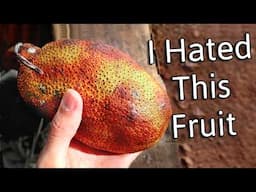 Cempedak - I hated this fruit, but what do I think now?