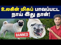 மனிதர்களின் பேராசையால் பாதிக்கப்படும் நாய்கள்! | Pugs problems