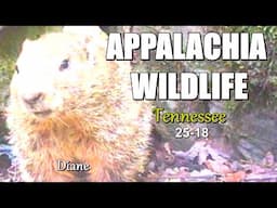 Appalachia Wildlife Video 25-18 of AS THE RIDGE TURNS in the Foothills of the Great Smoky Mountains