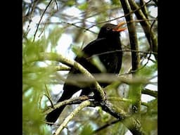 Identifying birdsong made easy