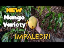 NEW Mango Variety Impaled on a Stake?!?!