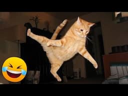 FUNNIEST Animals Ever Caught on Camera!