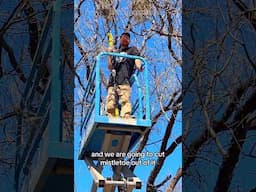 Scissor Lift Tree Trimming. #unusual #homestead