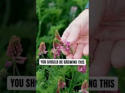 Nobody’s Growing This - They Should