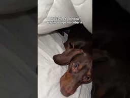 O QUE TEM DE BAIXO DA COBERTA? #bibitatto #cachorro #cachorros #cachorrosfofos #animais #animalshort