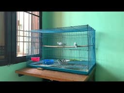 Budgies parrot Single Cage Breeding Update//   New setup in My Room