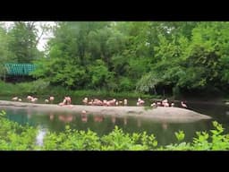 Chilean flamingo enclosure at the Bronx Zoo