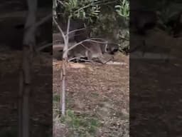 17!! Wallabies feeding outside my workshop door