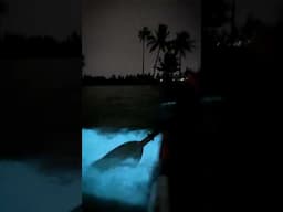 See the Kochi bioluminescence #kerala