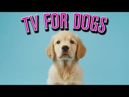 🌍 20 Hours of Adventure Dog TV | Sights & Sounds from Around the World 🐾