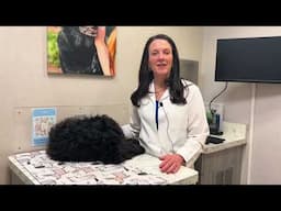 The Importance Of Pet Dental Health Care