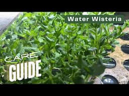 Plant Care Guide: Water Wisteria