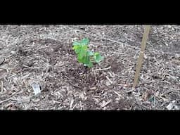 Installation of a 20 tree fig orchard in Phx AZ