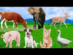 Cute Animal Moments - Cow, Pig, Dog, Duck, Elephant, Cat - Animal World