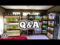 Live! Freshwater Aquarium Keeping QnA with LRB
