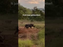 The craziest animal interaction I’ve ever seen – and it just kept getting better. #