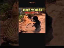 Bear vs Tiger - Who will win? 🏆#TigerVsBear  #wildanimalfight #shorts #WildlifeBattle