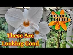 All My Orchids in Bud, Spike or Bloom (June 2025)