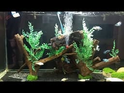 My Aquarium | Fish Tank Setup
