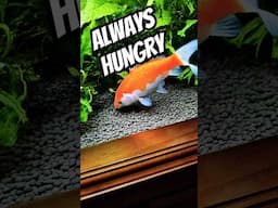GOLDFISH are Always HUNGRY #exoticaquariumfish #fishaquarium #fishtank #aquaticpets #aquarium