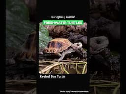 World Turtle Day Special: India’s Diverse Turtle Species| Indian Reptile| Roundglass Sustain #shorts