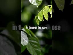 Breathe Well, Stress Less: Nasal Breathing Magic #shorts #anxiety #stressrelief #mindfulness #health