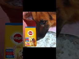 3 Best Dog Food For Your Dogs #shorts #dog