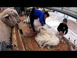 Shearing run Fine Wool Ewes Montana March 2025