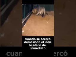 Burro vs León  ¡Una batalla en el zoológico!