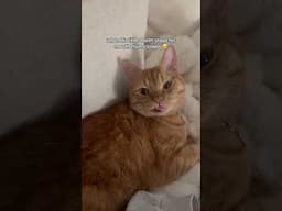 the cutest thing ever