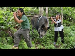 Minh discovered wild boar, used bare hands to chase wild boar, farm life, SURVIVAL ALONE